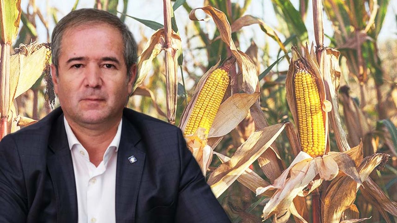 ZMO Eskişehir Şube Başkanı Özbunar: Üretici mısırı nereye satacak?