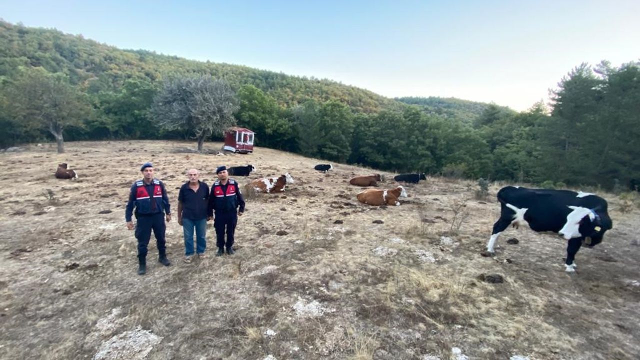 Eskişehir'deki kayıp hayvan sürüsünü jandarma ekipleri buldu