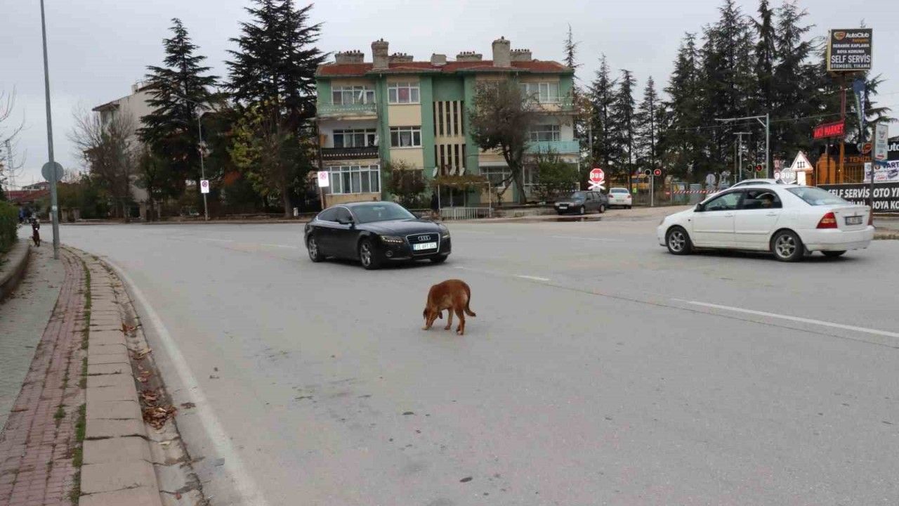 Yol ortasında bekleyen köpek sürücülere zor anlar yaşattı