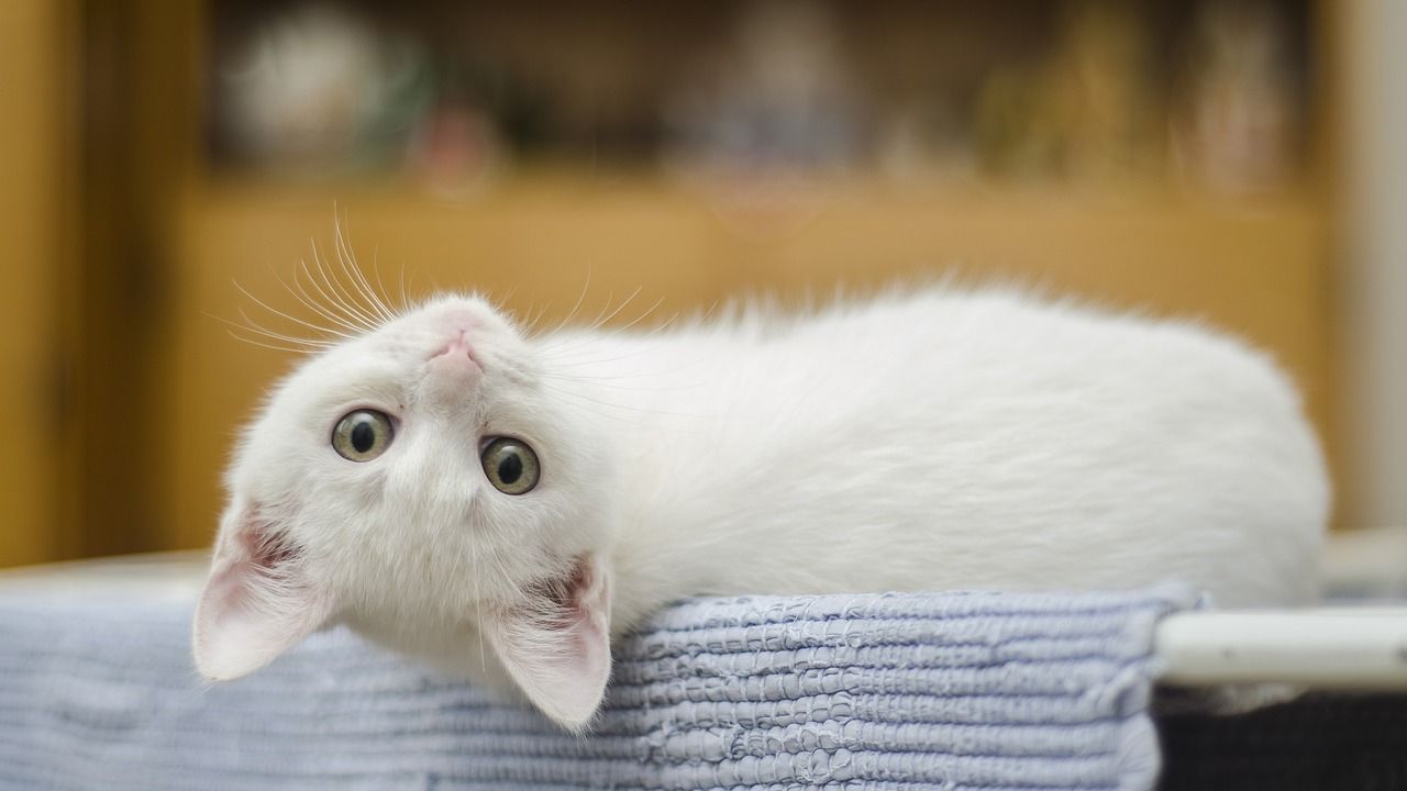 Evde kedi bakımı nasıl olur, kedilerde hastalık belirtileri nelerdir?