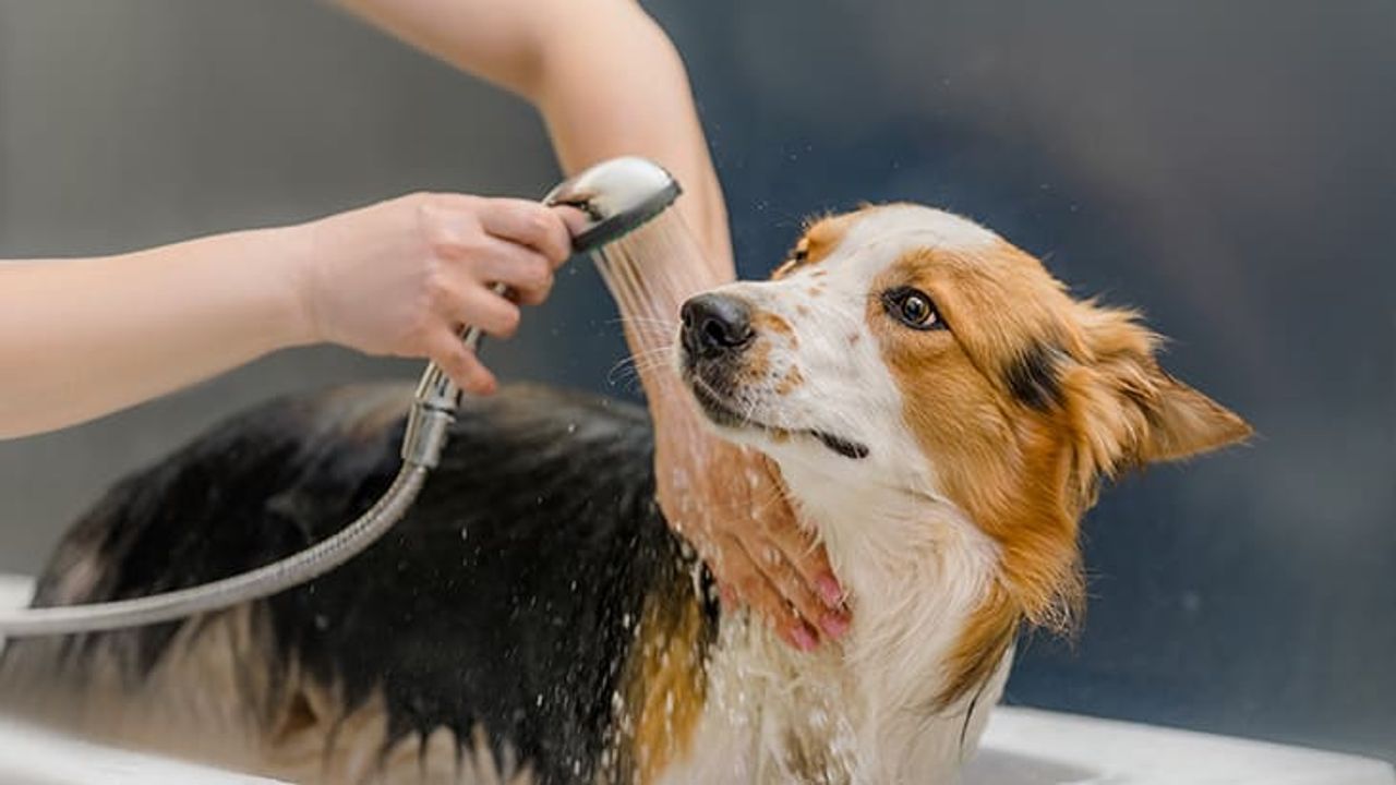 Evde köpek bakımı nasıl olur, evcil köpek hastalıkları nelerdir?