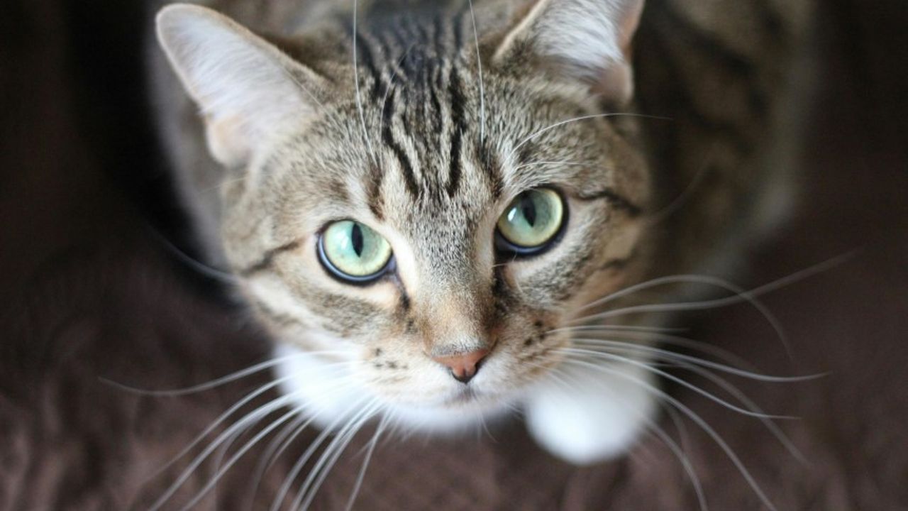 Kediler Neden Kusar? Kedi Dostunuza Yardım Etmek İçin İpuçları ve Püf Noktaları