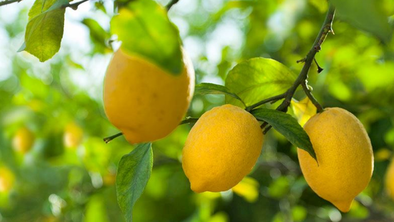 Limon yaprağının özellikleri ne, faydalı mı? Limon yaprağı faydaları