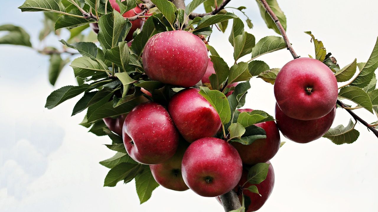 Rüyada elma görmek, elma yemek, elma toplamak ne anlama gelir?