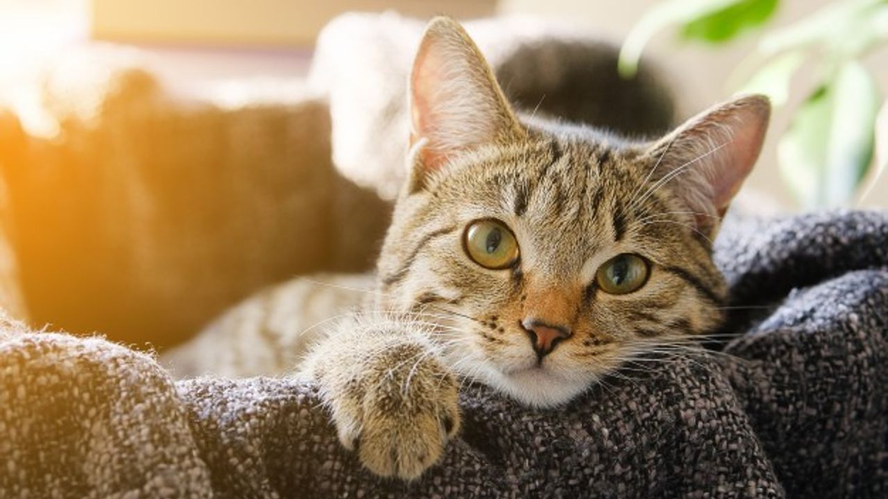 Rüyada kedi görmek, kedi beslemek, ölü kedi görmek ne anlama gelir?