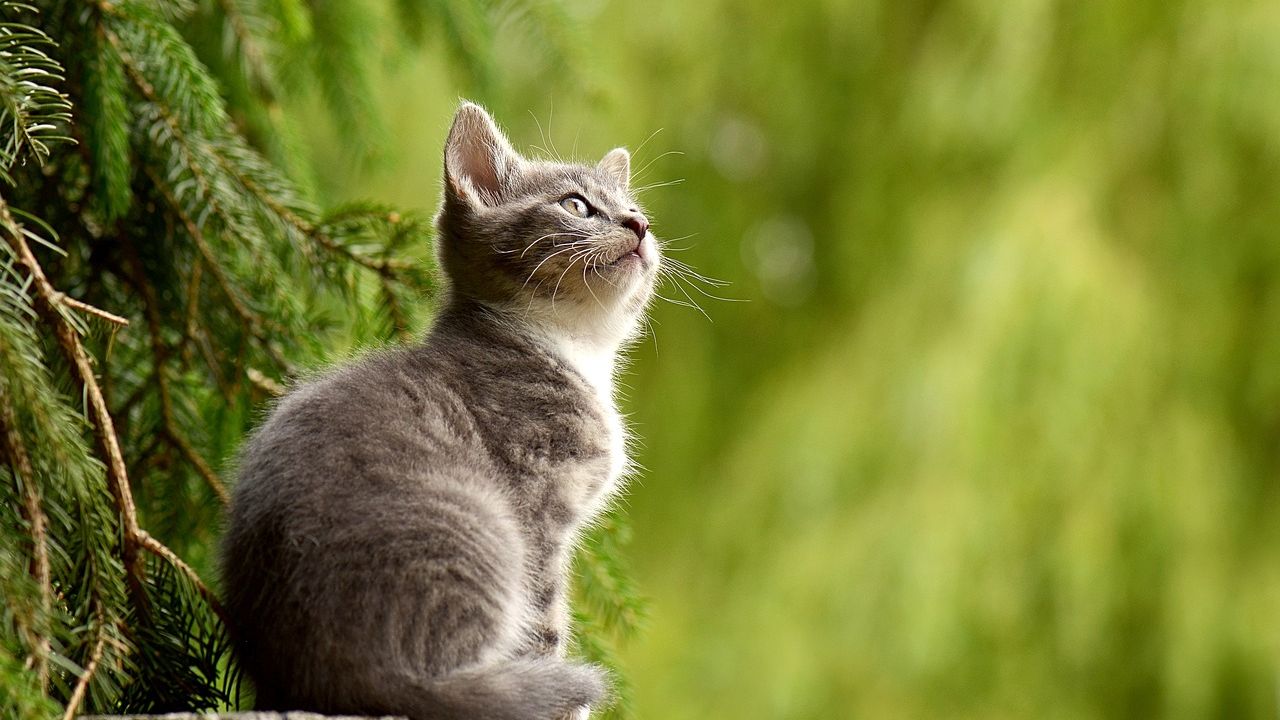 Rüyada Kedi Tüyü Görmek Ne Anlama Gelir ? ( RÜYA TABİRLERİ)