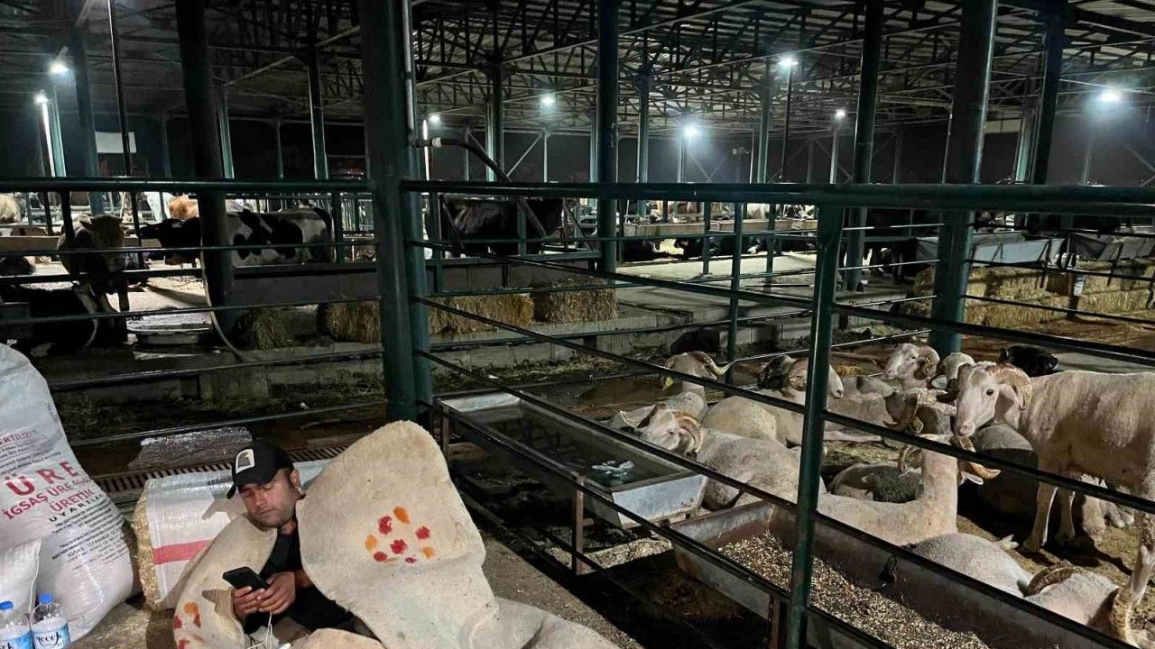 Hayvan satıcıları yatacakları bir yatağa hasret