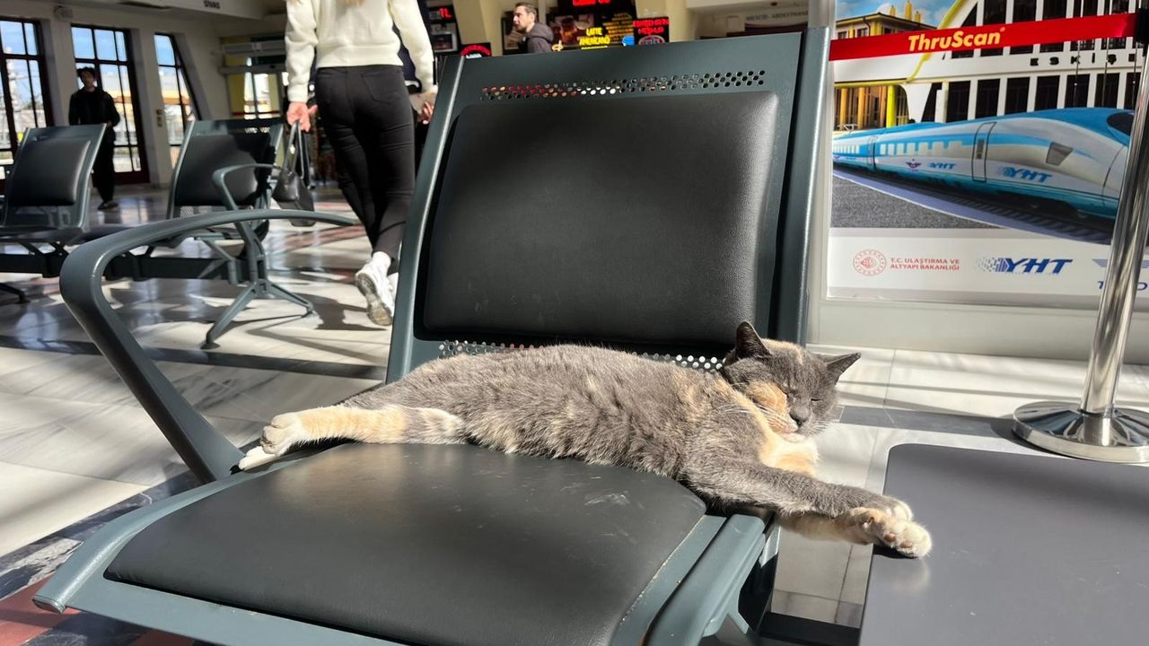 Eskişehir tren garının sevimli misafiri yolcuları gülümsetti!