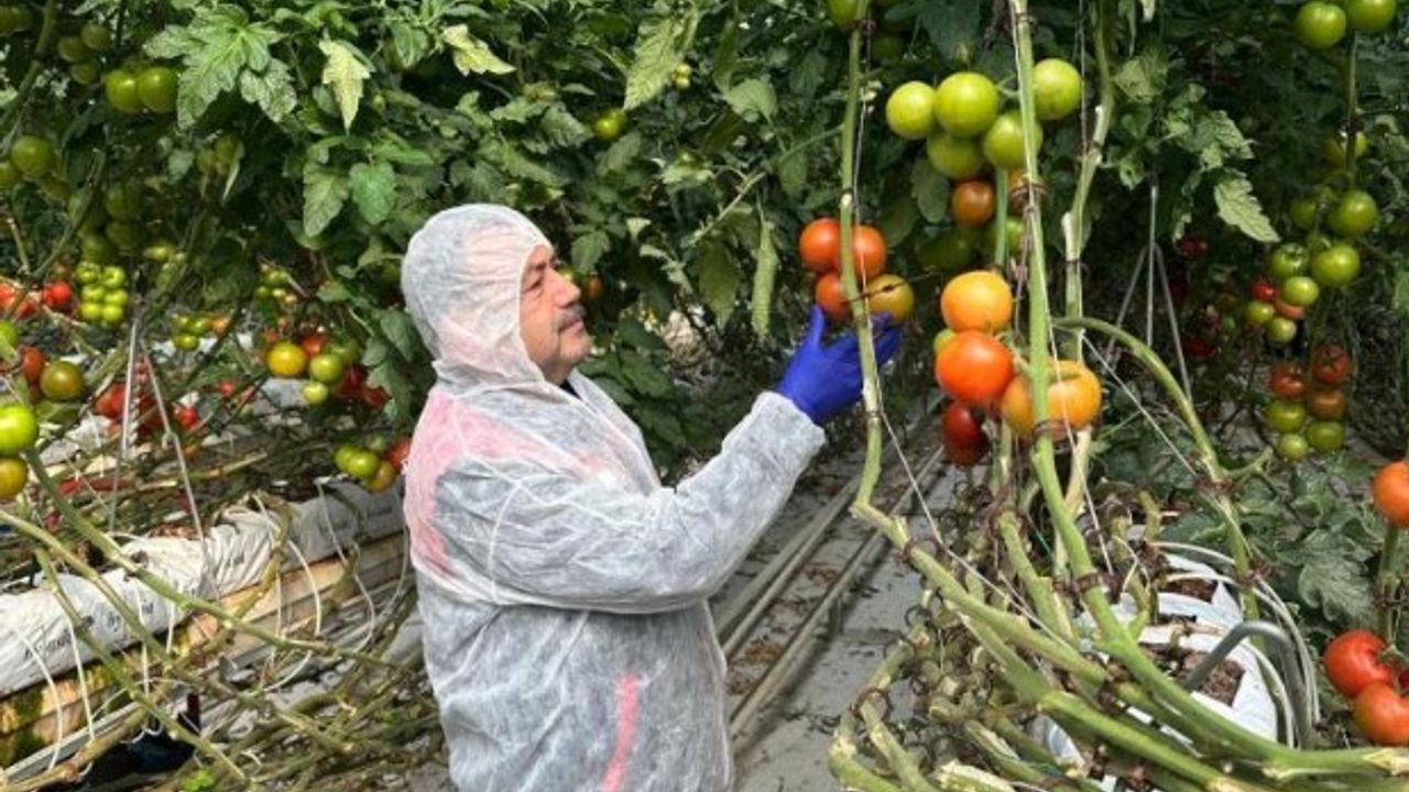 Afyon'da domates üretimine bilimsel destek