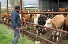 Kurban Bayramı'na sayılı gün kaldı: Üreticilerin yüzü gülüyor!