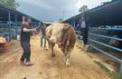 Kurban pazarında rekor fiyat: Dev tosun alıcı buldu