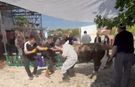 Kaçan kurbanlık tosun görevlileri savurdu