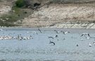 Porsuk Barajı'nda leylek ve ördekler görsel şölen oluşturdu