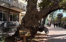 Anıt ağacın dibine bırakılan ekmekler tepki çekti