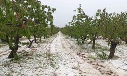 Mayıs ayının ortasında kiraz bahçelerini dolu vurdu