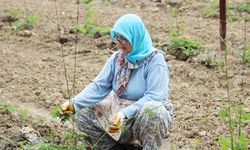Şerbetçiotu tarlalarında hummalı çalışma sürüyor