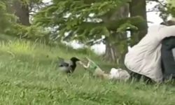 ‘Hırsız Karga’ parkta oturan gençlerin cipsini çaldı