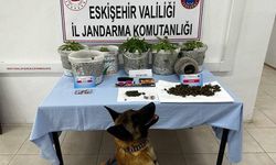 Uyuşturucu madde yetiştiren şahıslar Jandarma köpeği Akça’dan kaçamadı