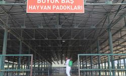 ŞAP TEHLİKESİ GEÇTİ HAYVAN PAZARI AÇILIYOR