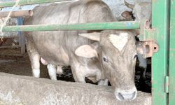 Kalpli dana