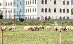 Spora verilen değer!