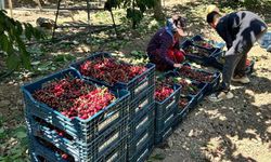 Dünyanın kirazı Mihalıççık'tan gidiyor