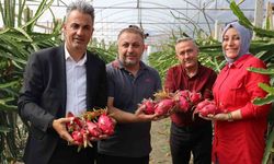 Tropikal meyve olan ’Ejder’in Bilecik’te ilk hasadı yapıldı