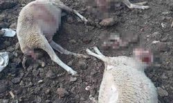 Ağıla giren kurtlar 13 koyunu telef etti