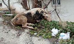 Kaçan danayla kovalamaca başka mahallede son buldu