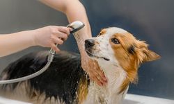 Evde köpek bakımı nasıl olur, evcil köpek hastalıkları nelerdir?