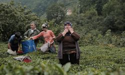 Kuş dili nasıl öğrenilir? Kuş dili öğrenmek zor mu?