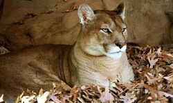Rüyada Puma Görmek Ne Anlama Gelir?
