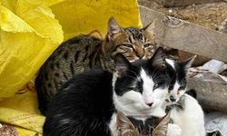Eskişehir'de birbirine sarılan kediler içleri ısıttı!