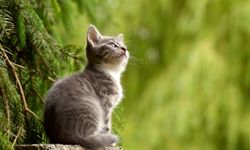 Rüyada Kedi Sesi Duymak Neye Yorulur?