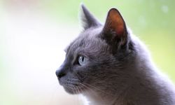 Rüyada Gri Kedi Görmek Ne Anlama Gelir?