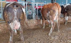 Şap Hastalığı o ilçede sona erdi!