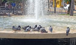 Eskişehir'de sıcaktan bunalan güvercinler havuzda keyif yaptı