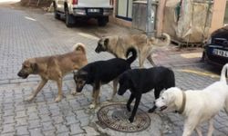 Başıboş köpek sorununda tartışma yaratan adım!