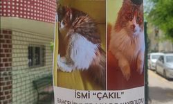 Eskişehir'de onu bulana para ödülü verilecek
