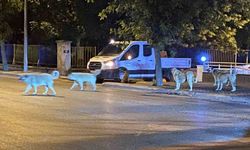 Eskişehir'de onları gören yolunu değiştirdi!