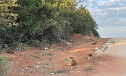 Bilecik'te başıboş köpekler tedirgin etti!