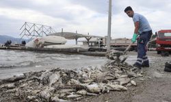 İzmir Körfezi'nde balık ölümleri sürüyor!