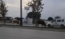 Bursa'da trafiği bu sefer inekler tehlikeye attı!