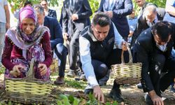 Bilecik ceviz üretiminde ülke  3'üncüsü Bilecik oldu!