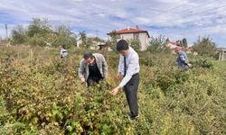 Bilecik'te ahududu ve aronya tarlalarında inceleme