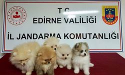 Edirne'de kaçak Pomeranian cinsi köpekler yakalandı!