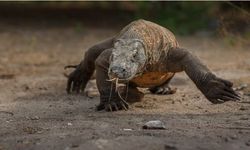 Rüyada Komodo Ejderi Görmek Ne Anlama Gelir?