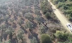 Bursa'da zeytin hırsızları dronla yakalandı!