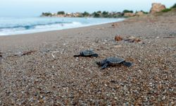 Antalya'da 458 bin 714 yavru deniz kaplumbağası denizle buluştu