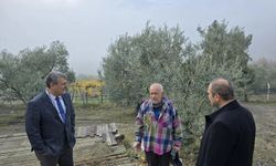 Bilecik'in asırlık zeytin ağaçları coğrafi işaretle tescilleniyor